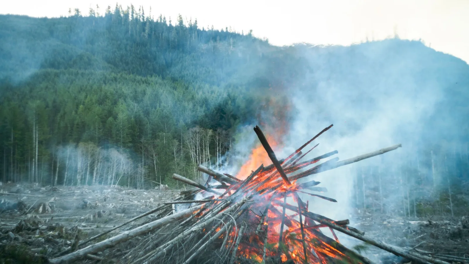 Dramatic scene of a large bonfire amidst a deforested area in British Columbia.